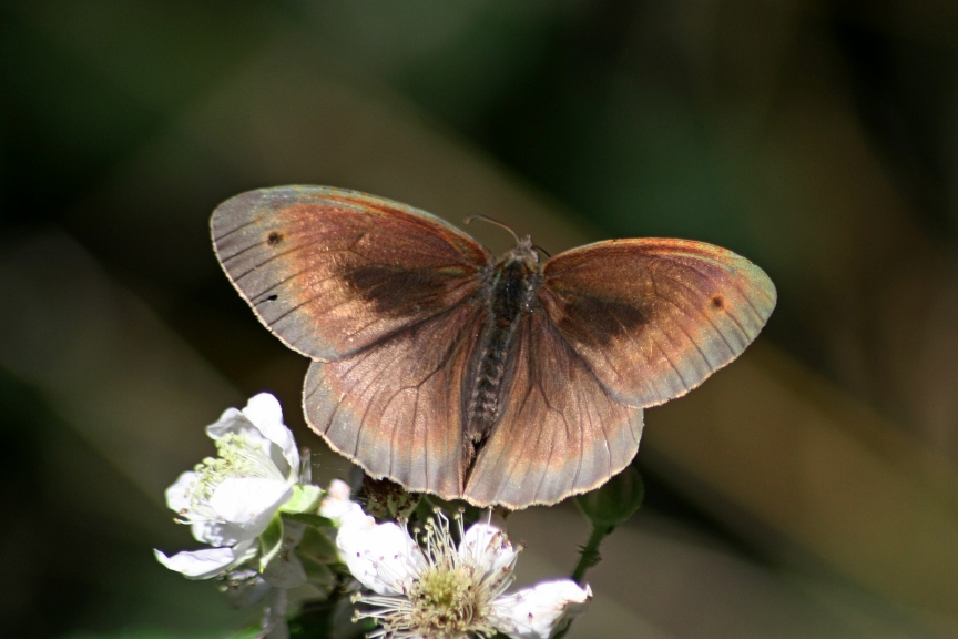 maniola jurtina maschio?